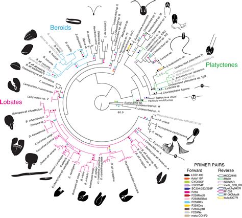 Ctenophore Phylogeny