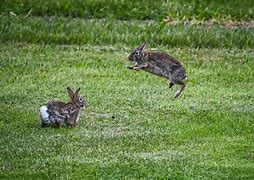 Image result for White Bunny Jumping