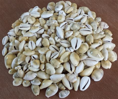 Image result for Small Shells