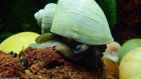 Freshwater Snails: Types Of Aquarium Snails Available In Stores