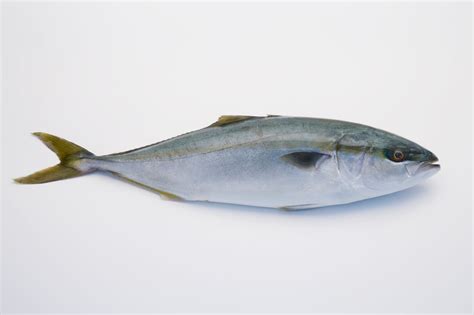 What Does Yellowtail Taste Like - Kitchenware Compare