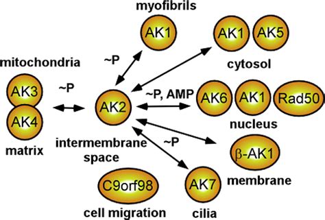 Adenylate Kinase and AMP Signaling Networks: Metabolic Monitoring ...