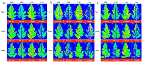 Plant Metabolism under Stress
