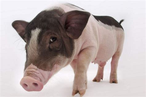 美国24小时无人养猪厂，养猪都不要人了。