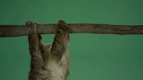 Image result for Sloth Legs