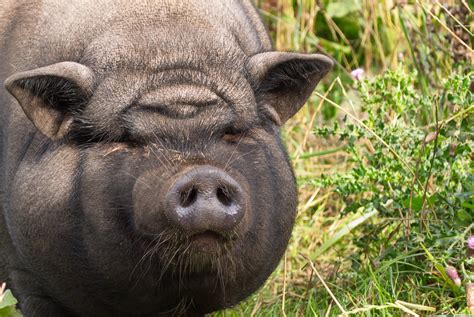 3,715 Big Fat Pig Stock Photos - Free & Royalty-Free Stock Photos from ...