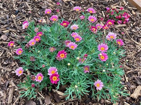 How to grow and care for marguerite daisies | TheHappierGarden