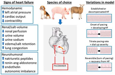 Animals | Special Issue : Animal Models for the Study of Cardiovascular ...