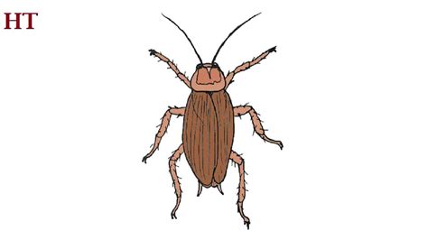 Image result for How to Draw a Cockroach Step by Step