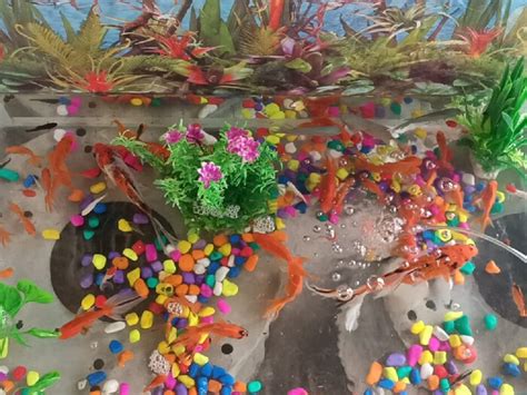 Ornamental fish breeding center started with the initiative of young ...