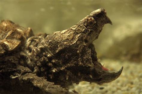 Snapping Turtle Attack 的图像结果