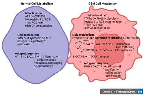 Metabolic Contrasts: Fatty Acid Oxidation and Ketone Bodies in Healthy Brains vs. Glioblastoma ...