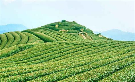 Wholesale Tea – Jayshree Tea