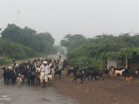 In Shikarpur, Bandiya, Jangi after the unbearable heat, there was a gust