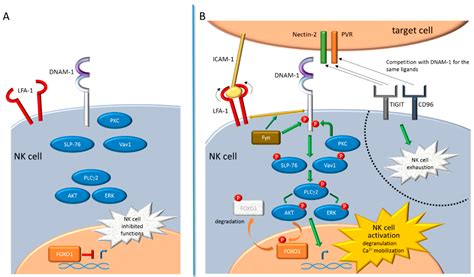 DNAM-1 Activating Receptor and Its Ligands: How Do Viruses Affect the ...