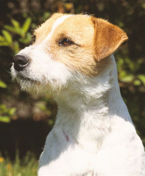 What Is The Difference Between A Parson Russell Terrier And A Jack ...