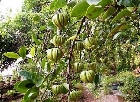 Seeds village Malabar Tamarind Garcinia Cambogia Gummi-Gutta Fish ...