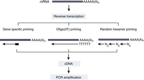 Image result for Animation PCR Reverse Transcriptase