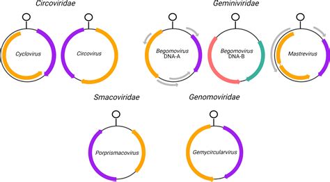 DNA Codon 的图像结果
