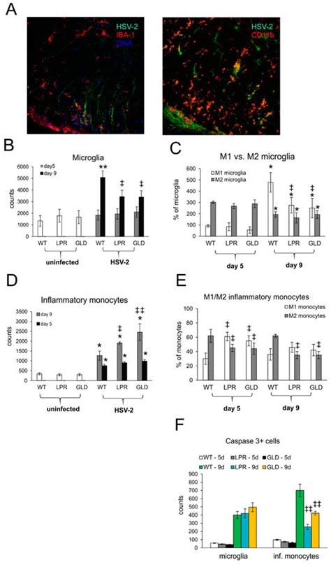 Fas/FasL-Mediated Apoptosis and Inflammation Contribute to Recovery ...