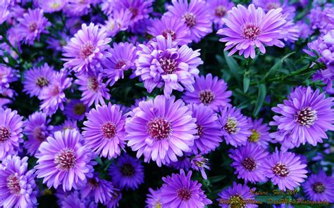 Purple Flowers Wallpapers - Wallpaper Cave