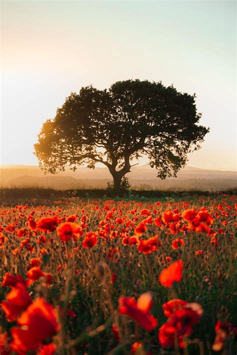 Poppy Field 2020 的图像结果