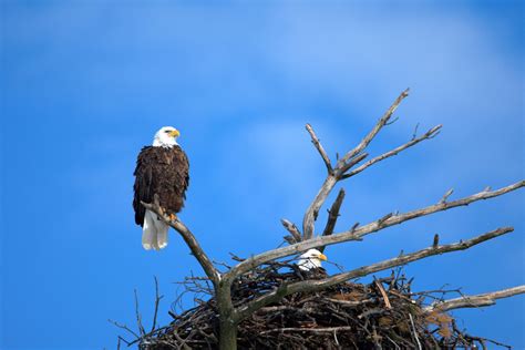 10 Amazing Facts About Bald Eagles – Chirp Nature Center