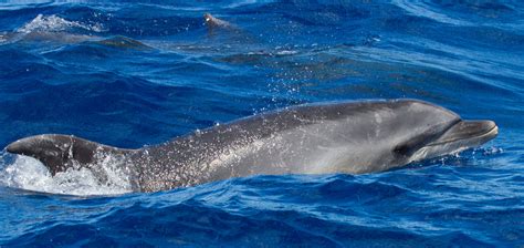 Dolphin 的图像结果