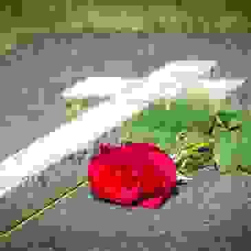 Wintz & Ray Funeral Homes | Yankton, SD & Hartington, Crofton ...