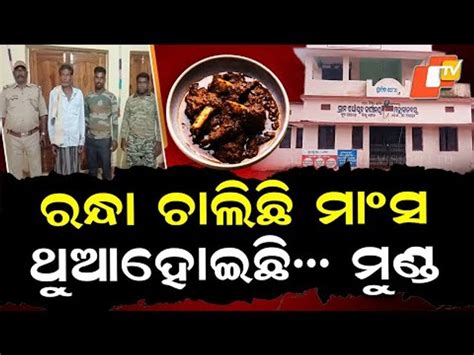 Illegal Hunting: ରନ୍ଧା ଚାଲିଛି ମାଂସ, ଥୁଆ ହୋଇଛି ମୁଣ୍ଡ