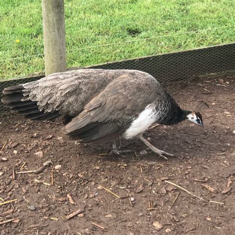 How can you tell if a peahen is laying an egg? - Peacocks UK