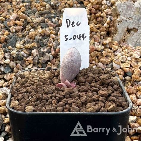 喙 天章｜Adromischus Marianae ‘Beak‘ – Barry & John