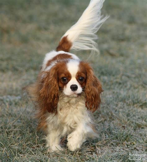Rescue cavalier king charles spaniel - coastasse
