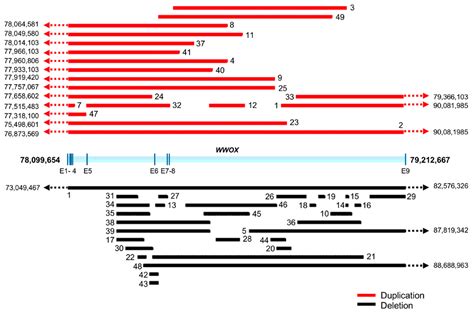 WWOX Loss of Function in Neurodevelopmental and Neurodegenerative Disorders