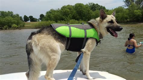 Paws 4 A Cure is an all-volunteer 501(c)(3) nonprofit organization that ...