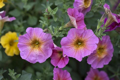 Will Deer Eat Petunias