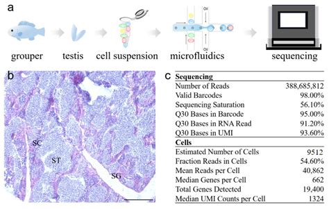 Single-Cell Atlas of Adult Testis in Protogynous Hermaphroditic Orange ...