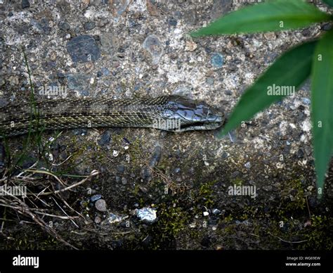 A Japanese rat snake, Elaphe climacophora, slithers along the side of ...
