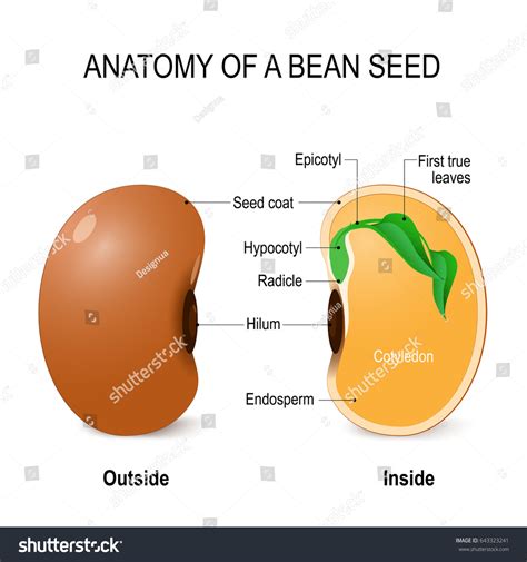 Bean Seed Parts