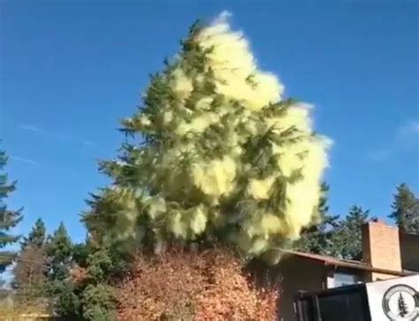 Image result for Pollen Coming Off Tree
