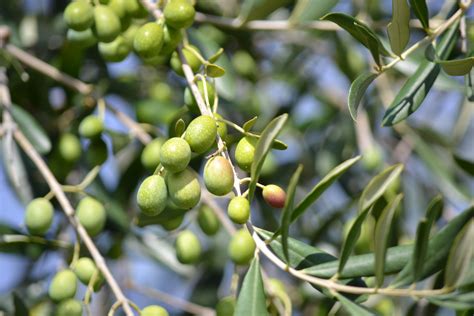 Free Images : tree, fruit, flower, food, produce, evergreen ...