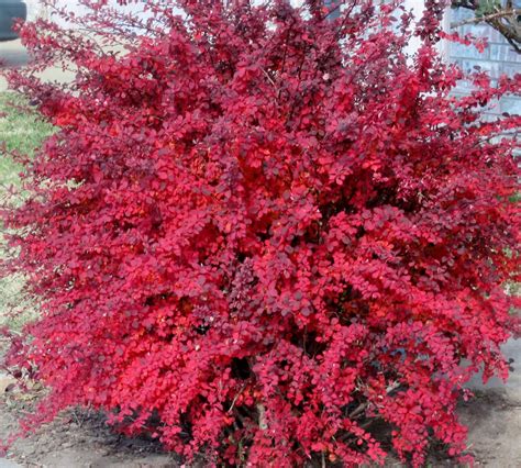 Red Leaf Barberry (Berberis thunbergii) | Shrubs, Southern living ...