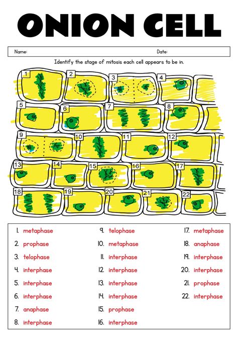 Cell Cycle Mitosis Coloring Worksheet Answer Key