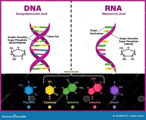 Image result for DNA Vs RNA Codons