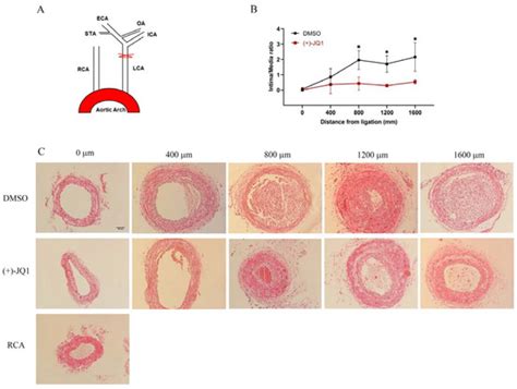 Impact of Short-Term (+)-JQ1 Exposure on Mouse Aorta: Unanticipated ...