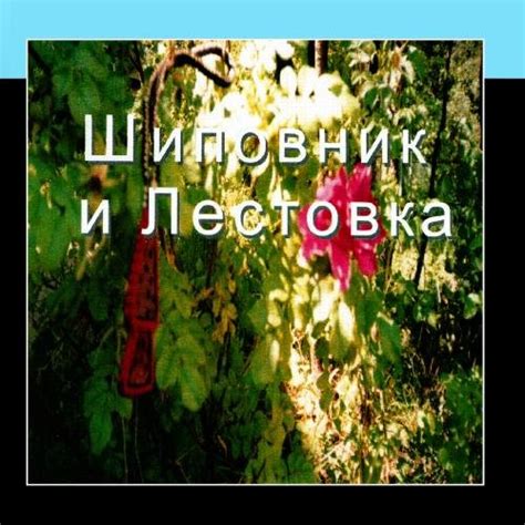 Weird weird world of the living: Shipovnik I lestovka: Amazon.in: Music}