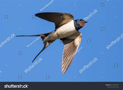 108,187 Swallow Images, Stock Photos & Vectors | Shutterstock