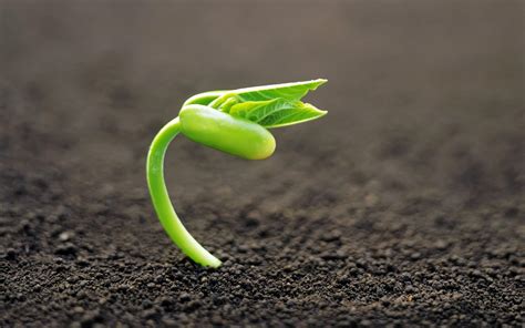 Sprout And Soil Wallpapers - Wallpaper Cave