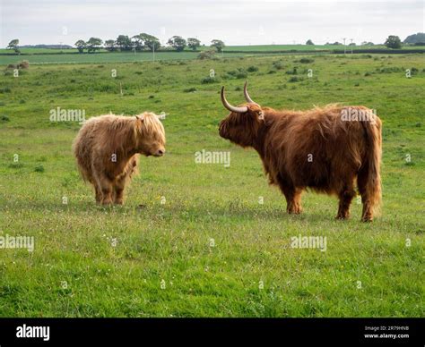 Long-Haired Scottish Highland Cattle standing in a Northumberland field ...