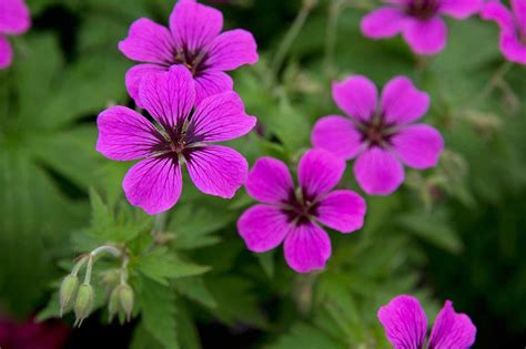 Best Hardy Shade Plants at Tyra Lopez blog